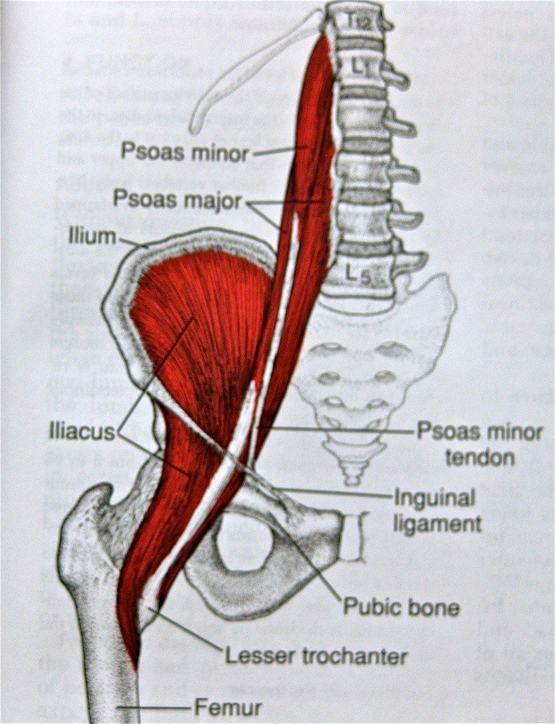 Lower Back Pain The HipFlexor Fix Therapeutic Personal Trainers