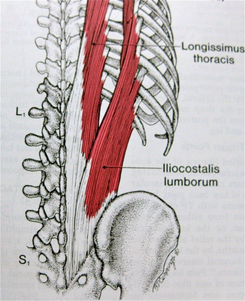 back hip muscles