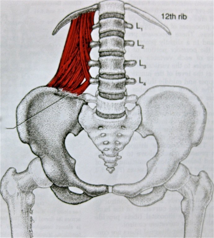 Anatomy Of The Lower Back And Hip Anatomical Charts And Posters