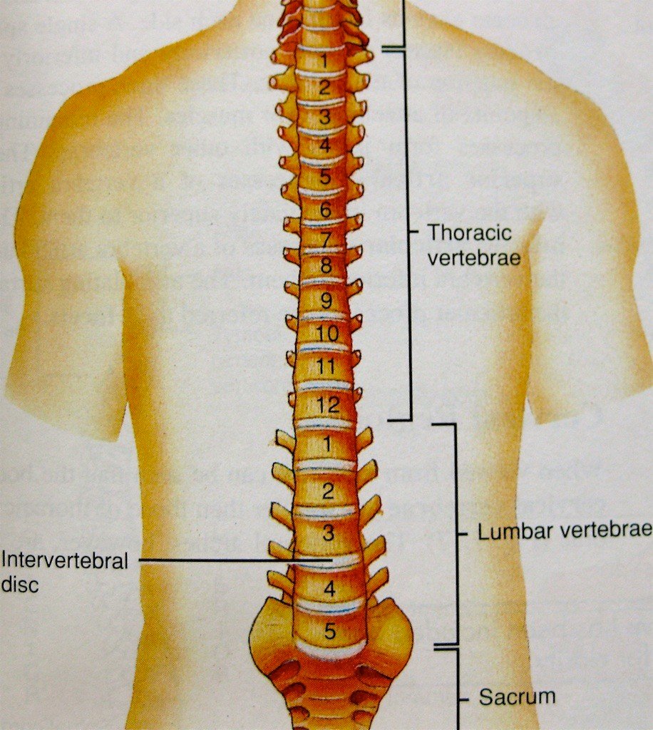 thoracic spine anatomy pictures