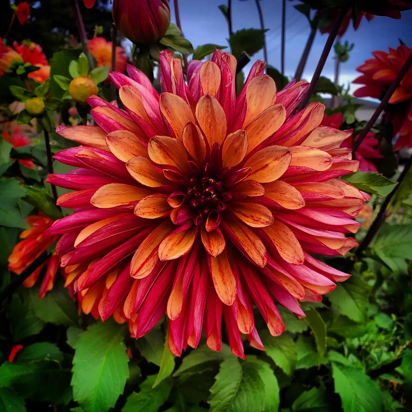 The Truth About Hormone Replacement Therapy for Menopause