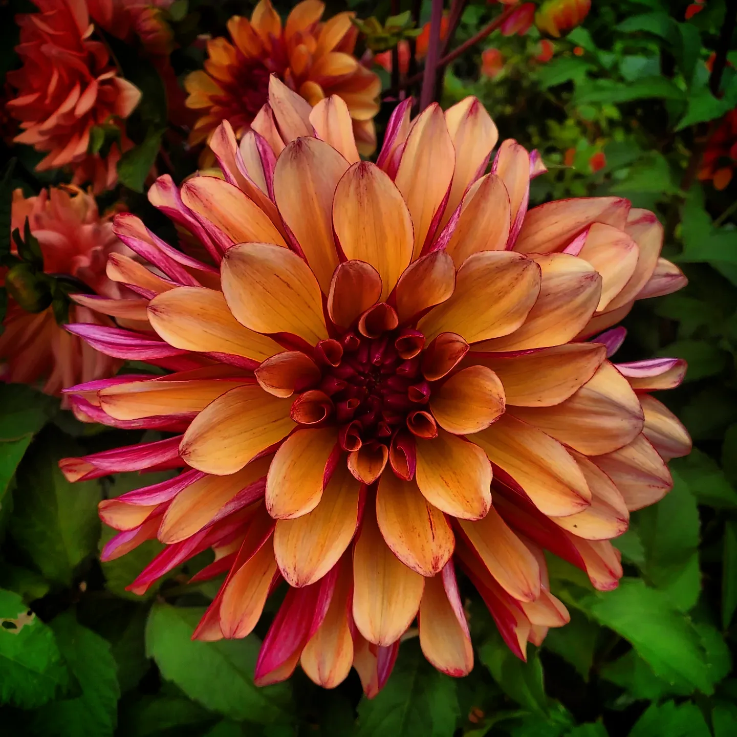 Bio-identical Hormone Replacement Therapy