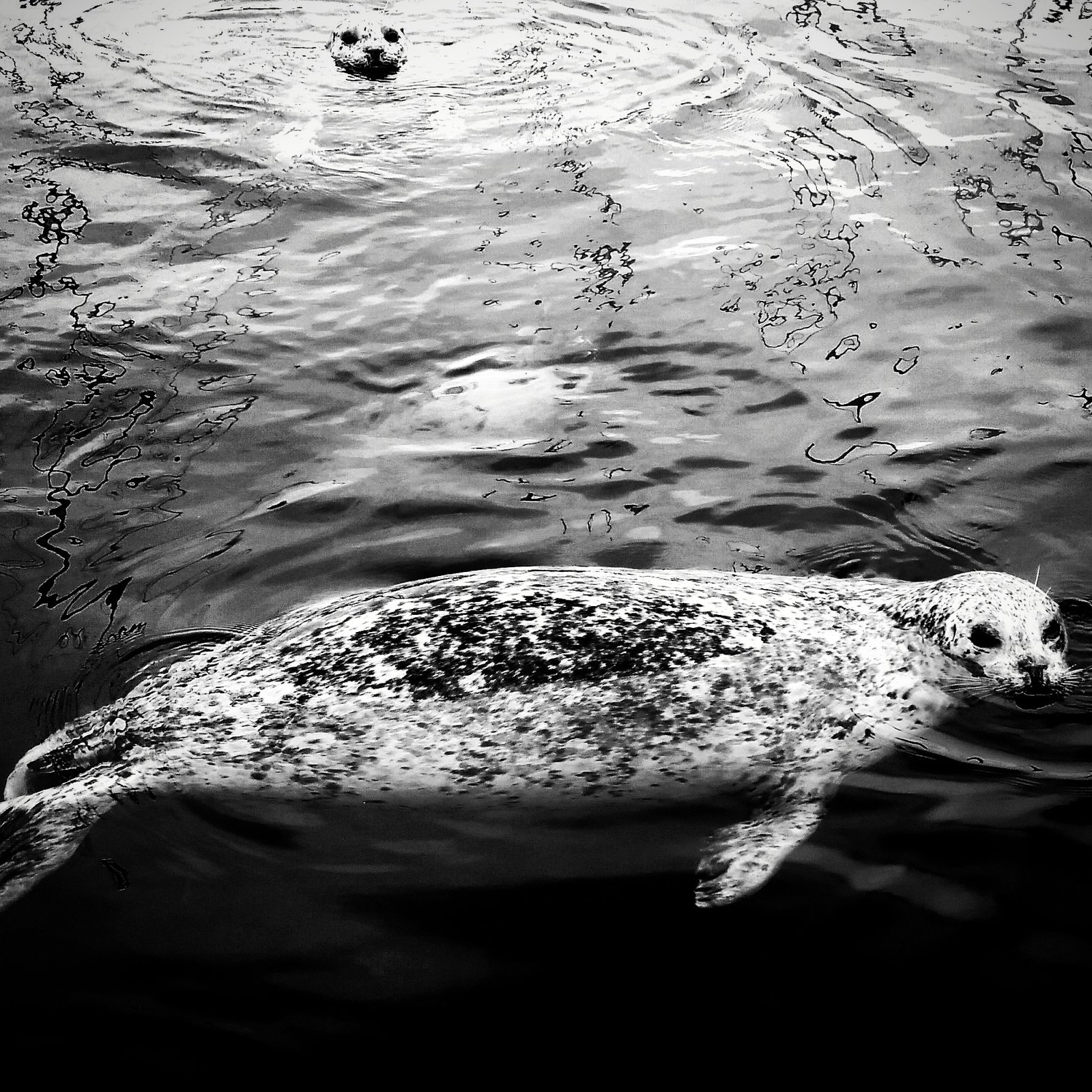 Feel Healthy During Menopause